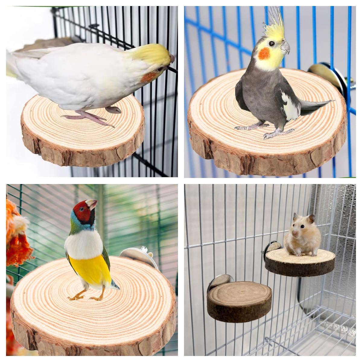 Amazon | 鳥用 丸型ステージ付き止まり木 6cm 木製 ケージ用止まり台